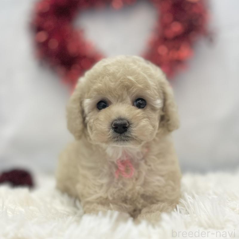 販売中の愛知県のトイプードル-446335の3枚目