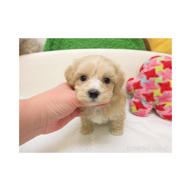 販売中の大阪府のマルプー:マルチーズ×トイプードル-446336の2枚目