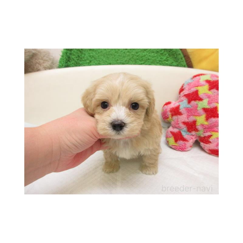 販売中の大阪府のマルプー:マルチーズ×トイプードル-446336