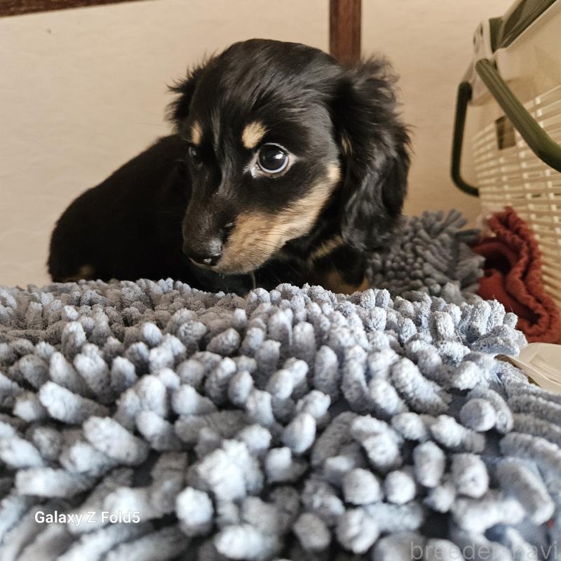 販売中の愛知県のミニチュアダックスフンド(ロングヘアード)-442872