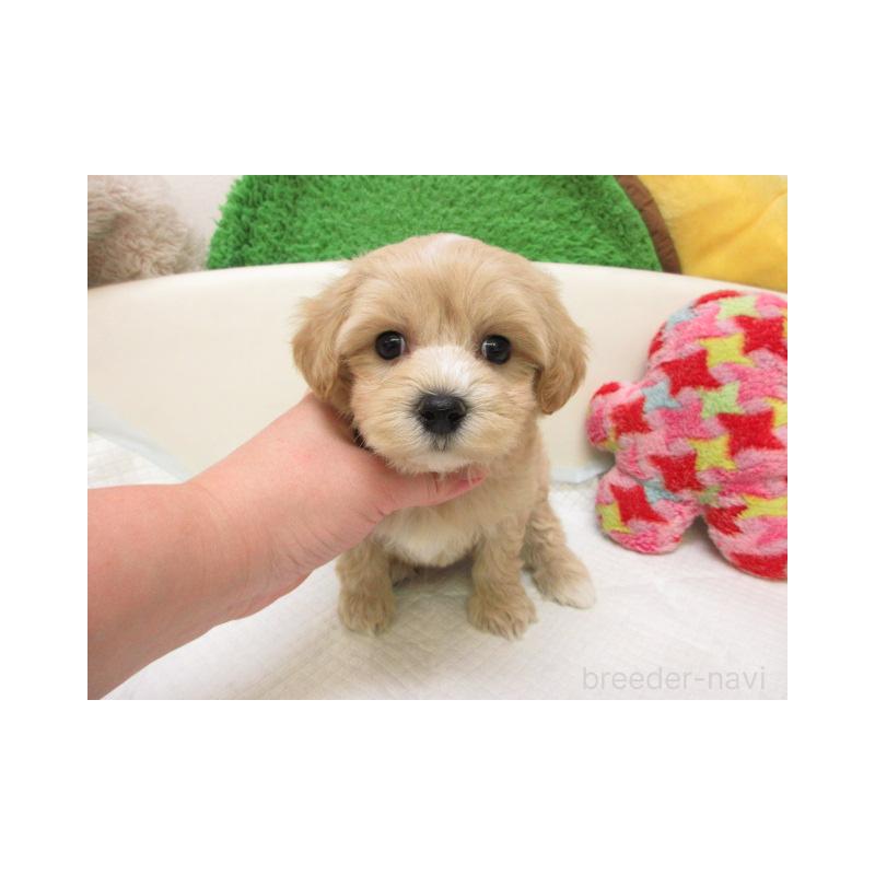 販売中の大阪府のマルプー:マルチーズ×トイプードル-446337の2枚目