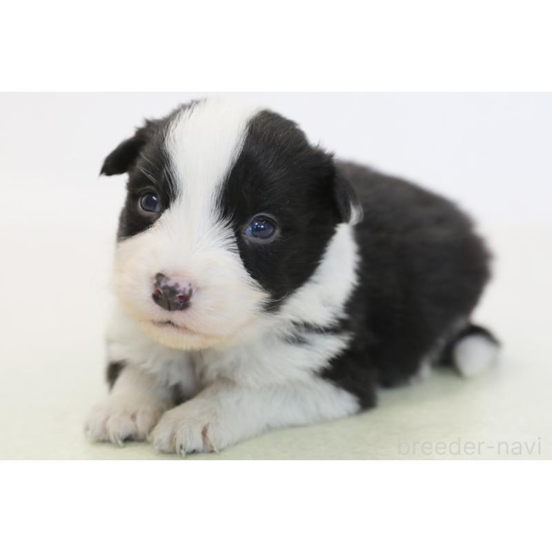 販売中の神奈川県のボーダーコリー-446339の1枚目