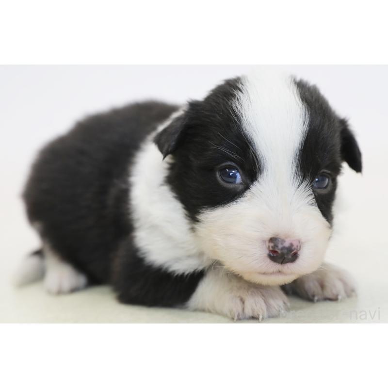 販売中の神奈川県のボーダーコリー-446339の6枚目