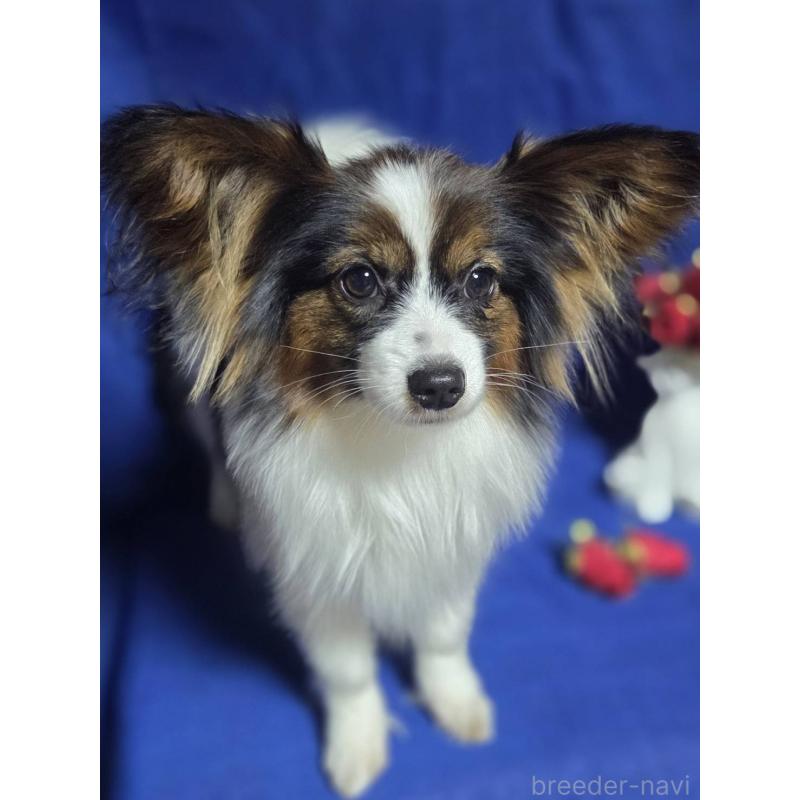 販売中の新潟県のパピヨン-446338の6枚目