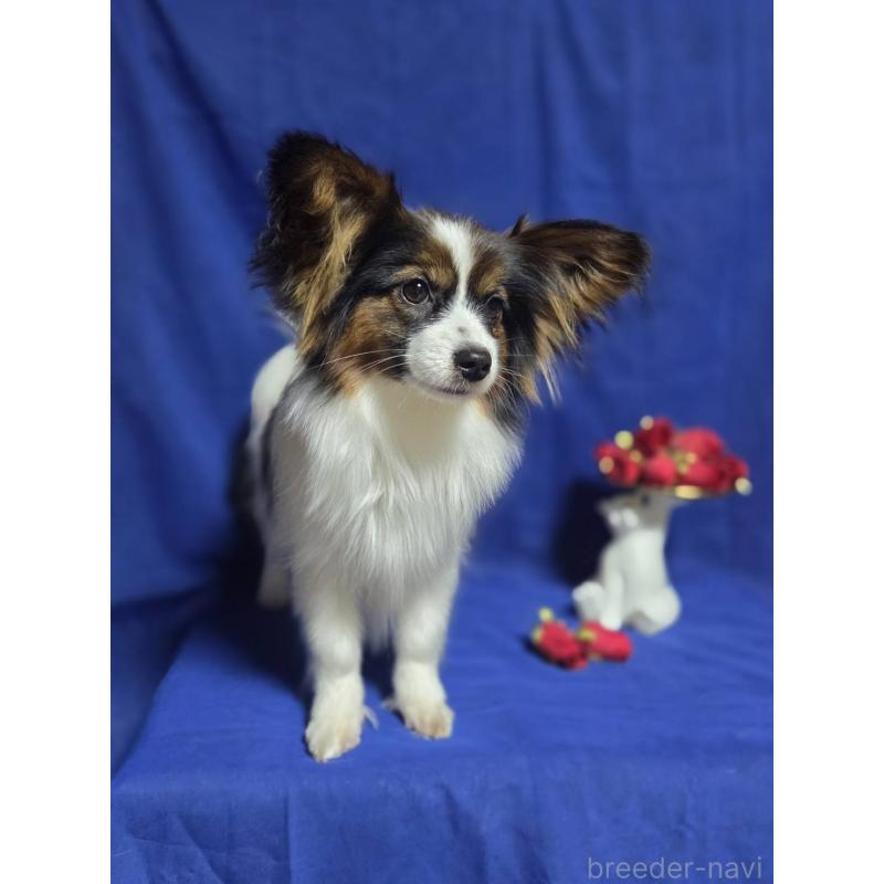 販売中の新潟県のパピヨン-446338の5枚目