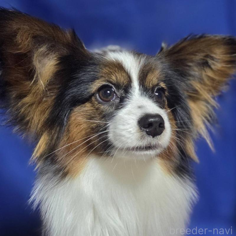 販売中の新潟県のパピヨン-446338