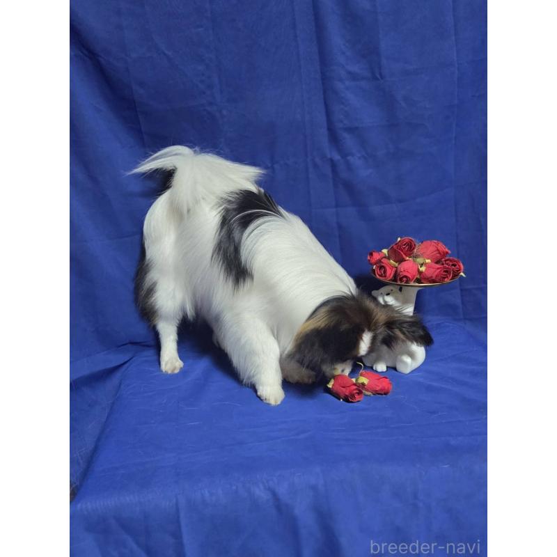 販売中の新潟県のパピヨン-446338の3枚目