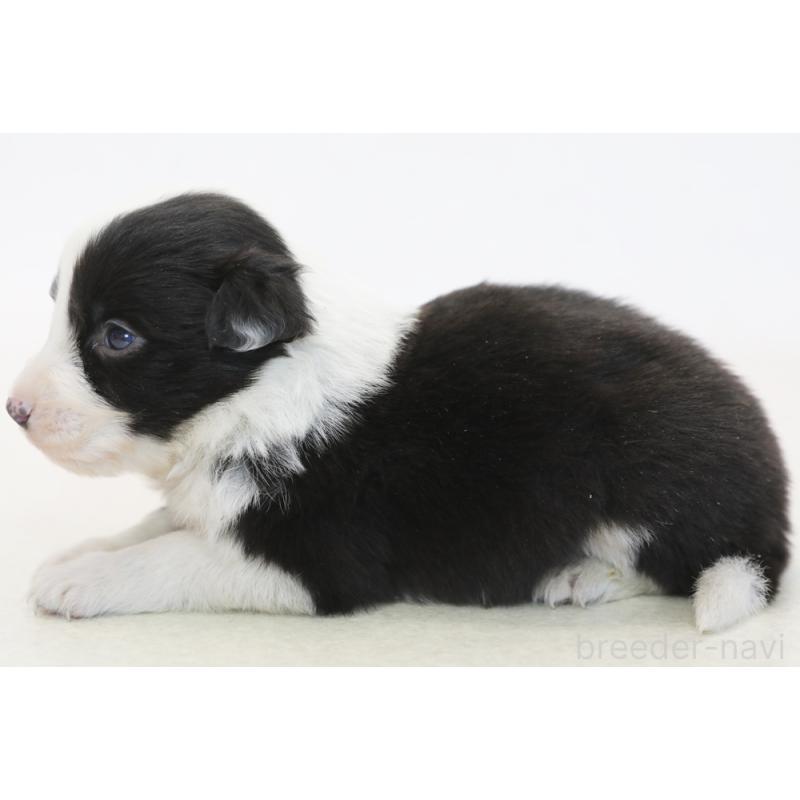 販売中の神奈川県のボーダーコリー-446339の5枚目