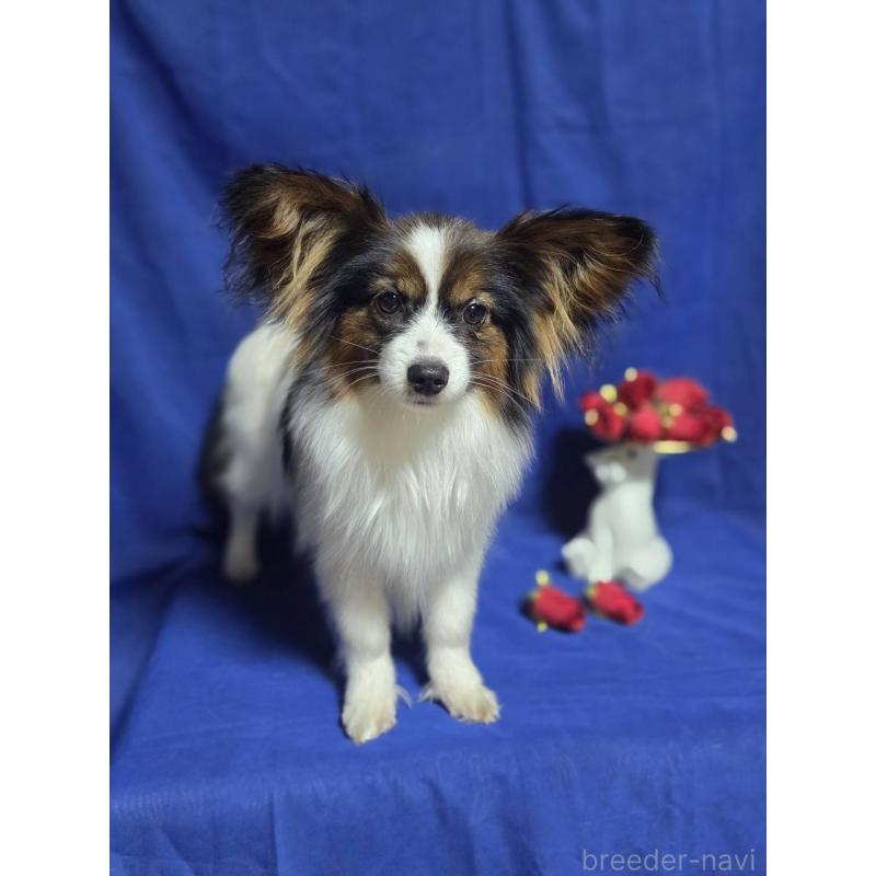 販売中の新潟県のパピヨン-446338の2枚目