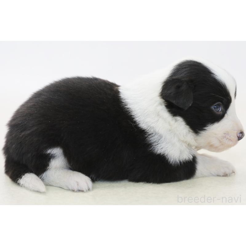 販売中の神奈川県のボーダーコリー-446339の4枚目