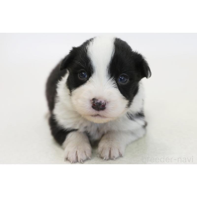 販売中の神奈川県のボーダーコリー-446339の3枚目