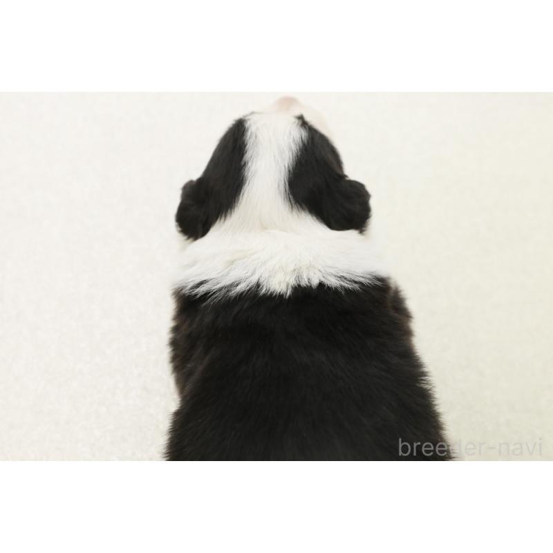 販売中の神奈川県のボーダーコリー-446339の2枚目