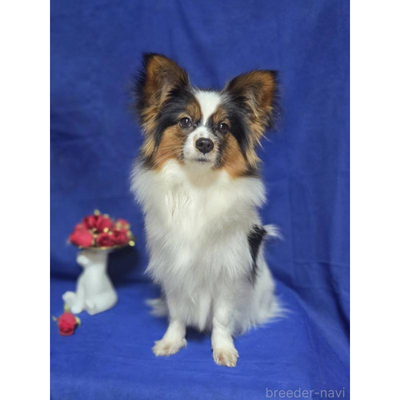 販売中の新潟県のパピヨン-446342の8枚目