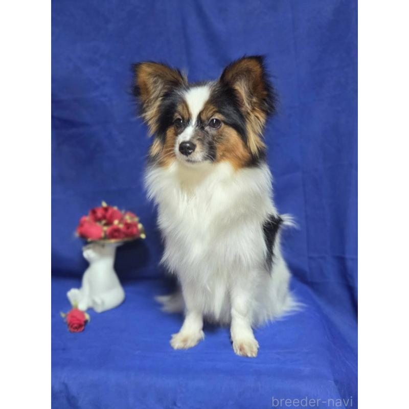 販売中の新潟県のパピヨン-446342の7枚目