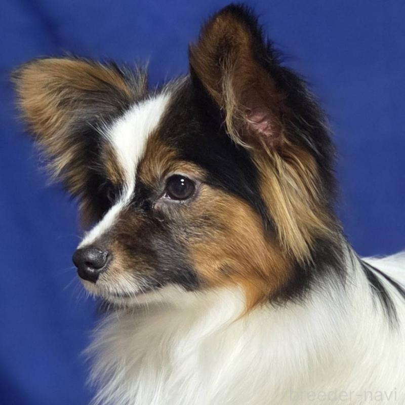 販売中の新潟県のパピヨン-446342の6枚目