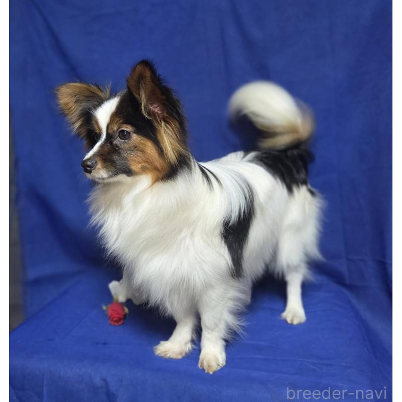 販売中の新潟県のパピヨン-446342の5枚目