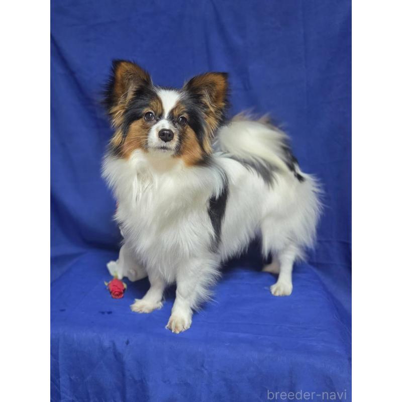 販売中の新潟県のパピヨン-446342の2枚目