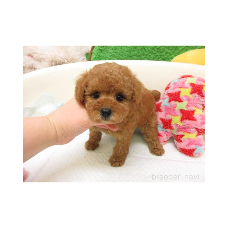 販売中の大阪府のトイプードル-446343の2枚目