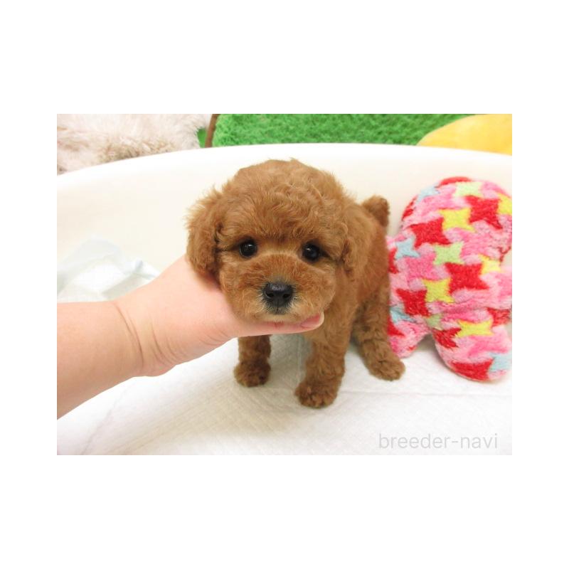 販売中の大阪府のトイプードル-446343