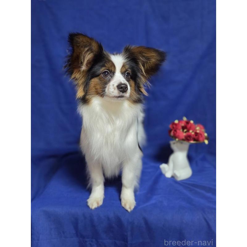 販売中の新潟県のパピヨン-446344の9枚目