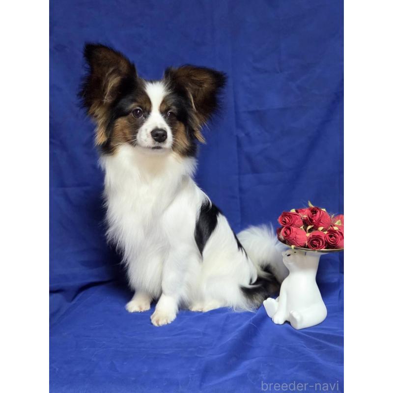 販売中の新潟県のパピヨン-446344の8枚目