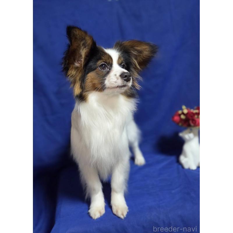 販売中の新潟県のパピヨン-446344の7枚目