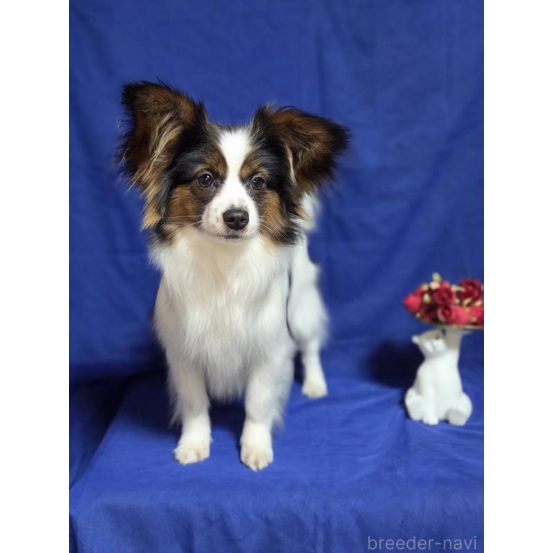 販売中の新潟県のパピヨン-446344の6枚目