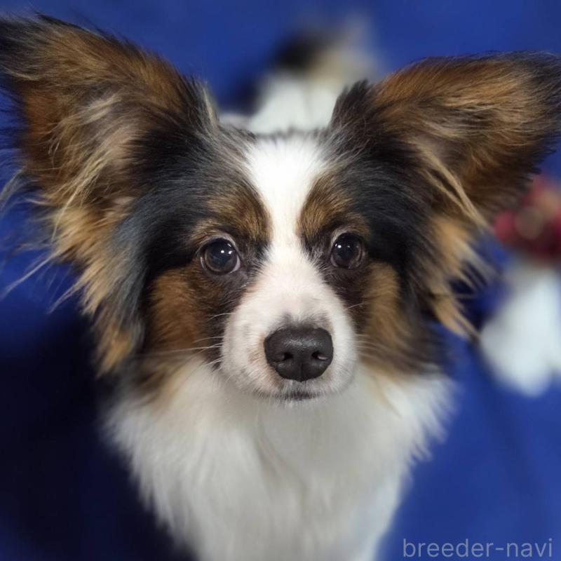 販売中の新潟県のパピヨン-446344の1枚目