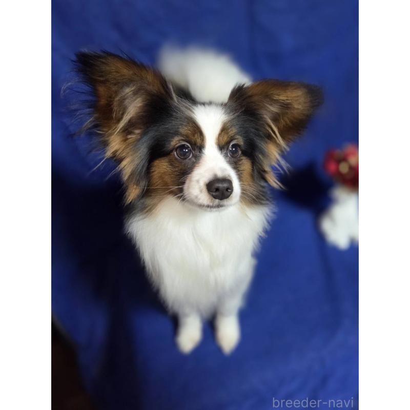 販売中の新潟県のパピヨン-446344の5枚目