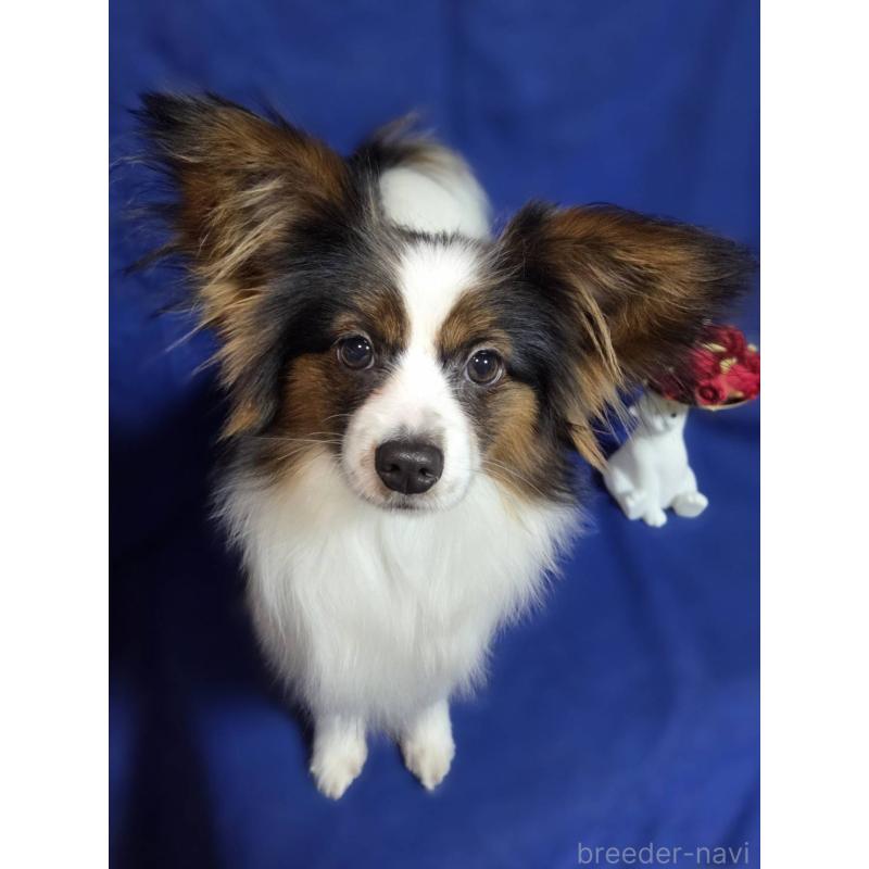 販売中の新潟県のパピヨン-446344の4枚目