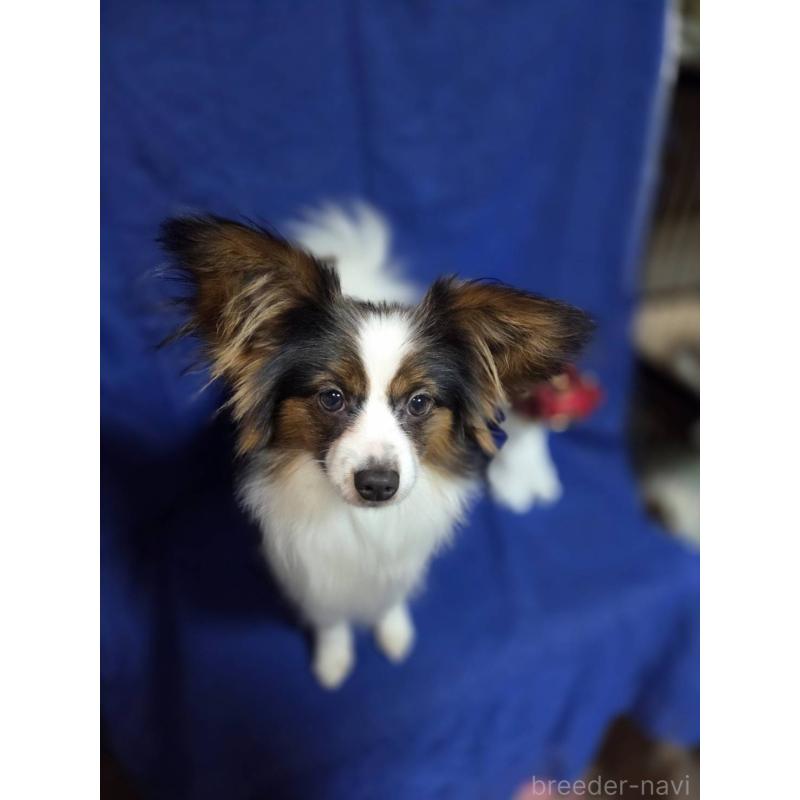 販売中の新潟県のパピヨン-446344の3枚目