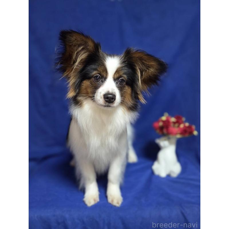 販売中の新潟県のパピヨン-446344の2枚目