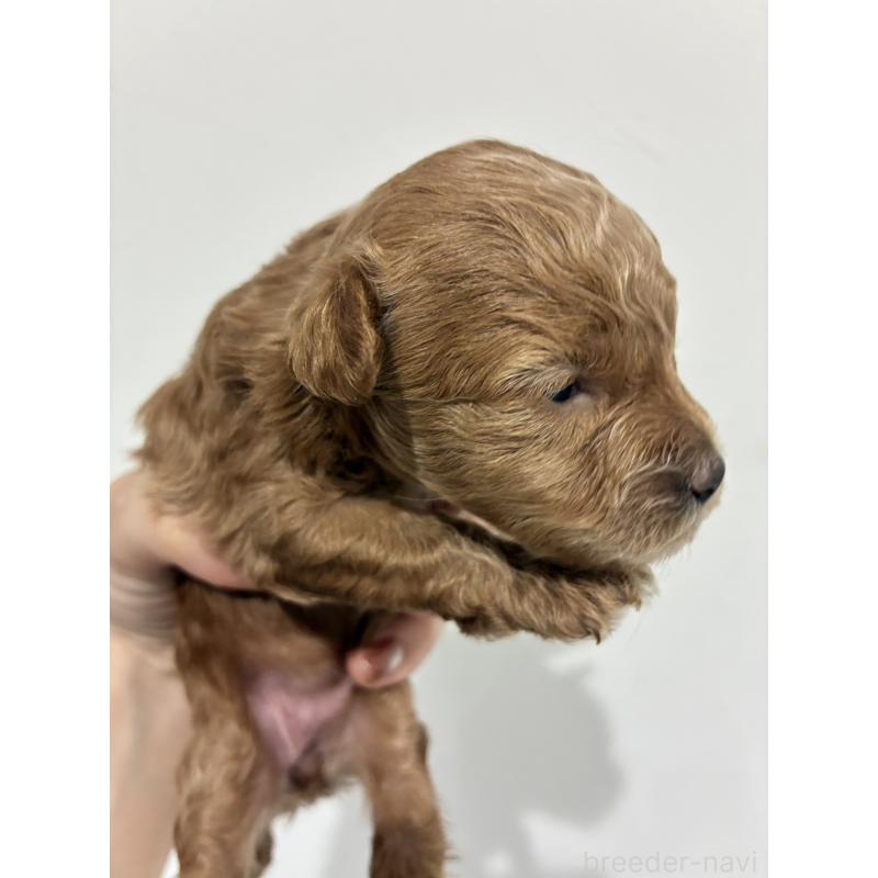 販売中の愛媛県のタイニープードル-446348の4枚目