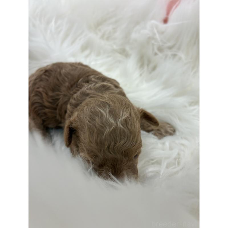 販売中の愛媛県のタイニープードル-446348の2枚目