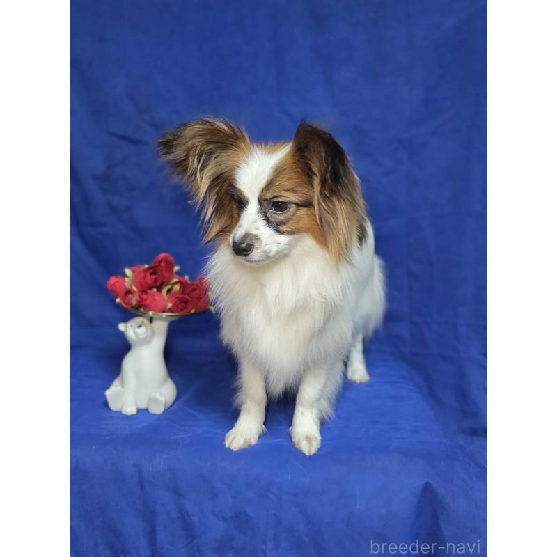 販売中の新潟県のパピヨン-446346の8枚目