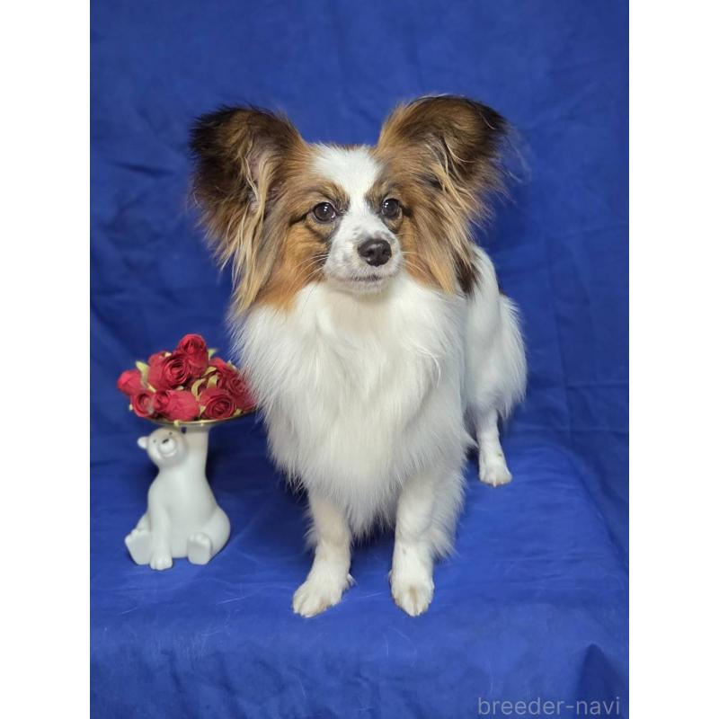 販売中の新潟県のパピヨン-446346の7枚目