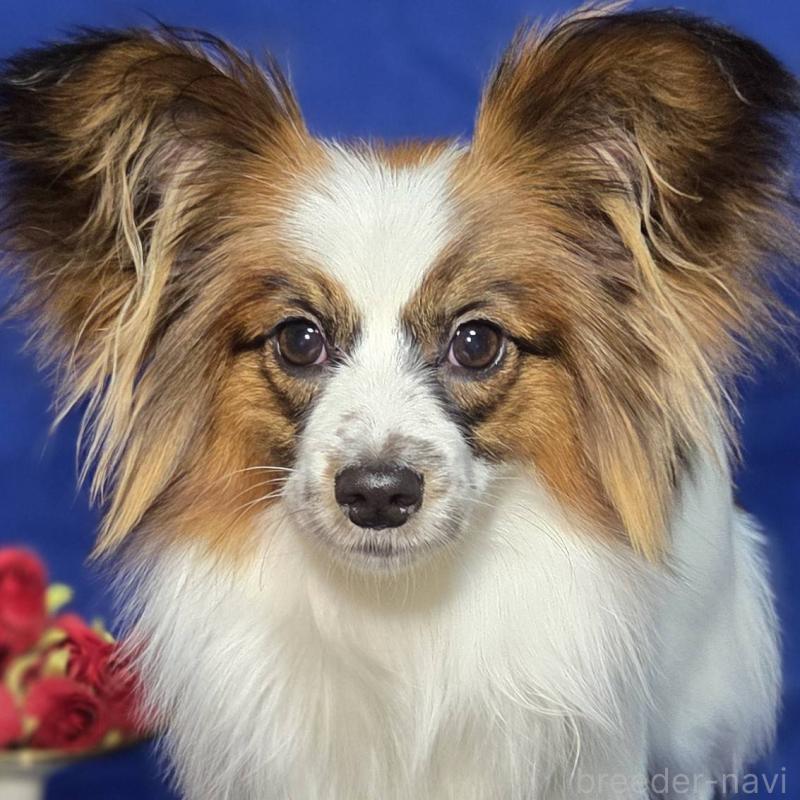 販売中の新潟県のパピヨン-446346