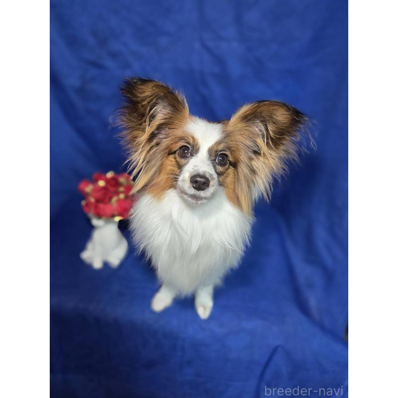 販売中の新潟県のパピヨン-446346の6枚目