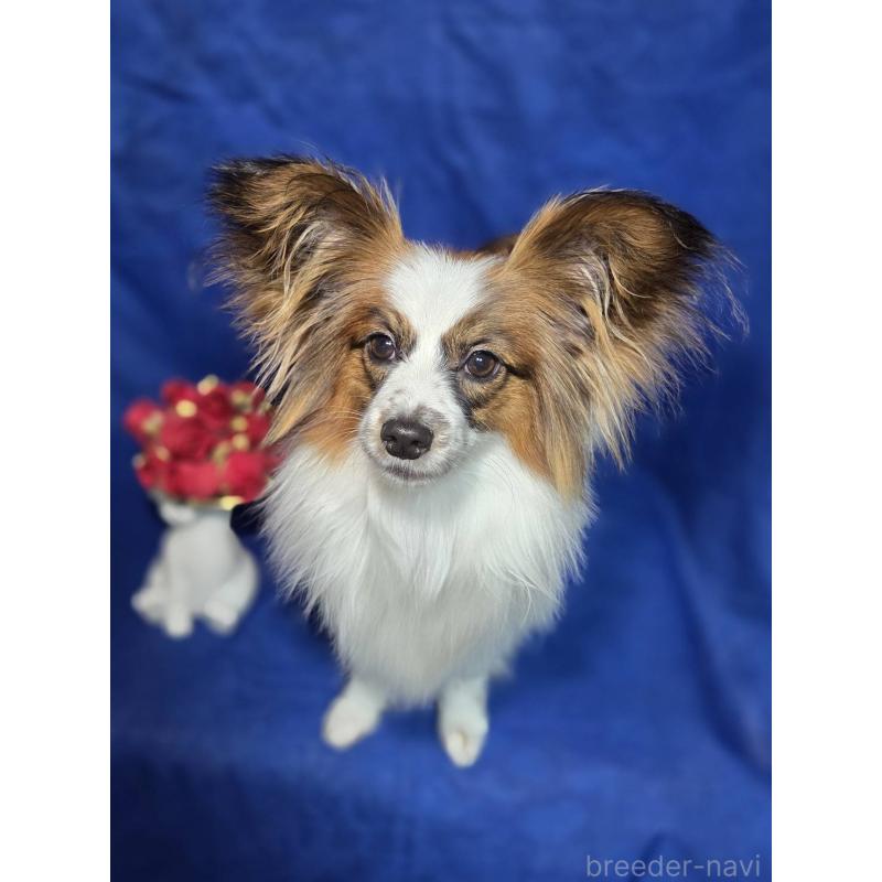 販売中の新潟県のパピヨン-446346の5枚目