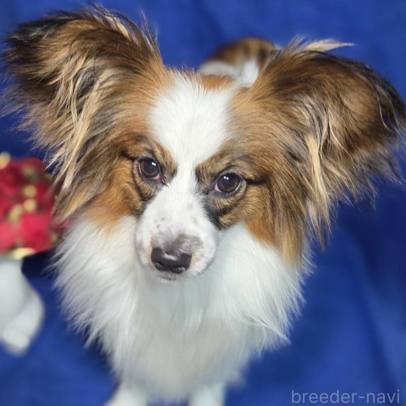 販売中の新潟県のパピヨン-446346の3枚目