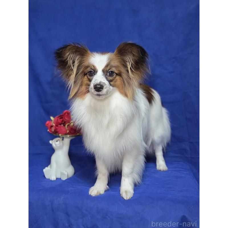 販売中の新潟県のパピヨン-446346の4枚目