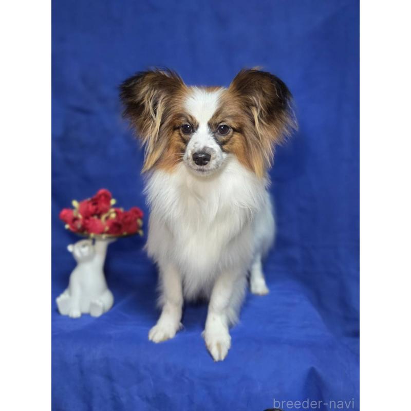 販売中の新潟県のパピヨン-446346の2枚目