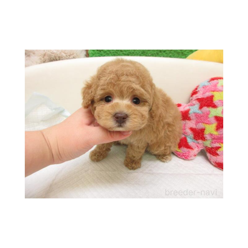 販売中の大阪府のトイプードル-446347