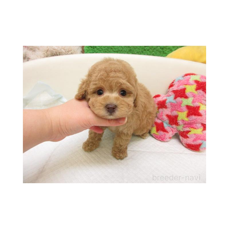 販売中の大阪府のトイプードル-446347の2枚目