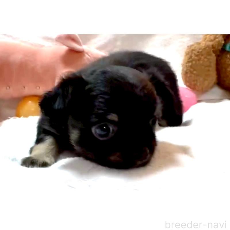 販売中の大阪府のチワワ(ロングコート)-446349の14枚目