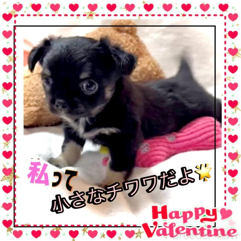 販売中の大阪府のチワワ(ロングコート)-446349の13枚目