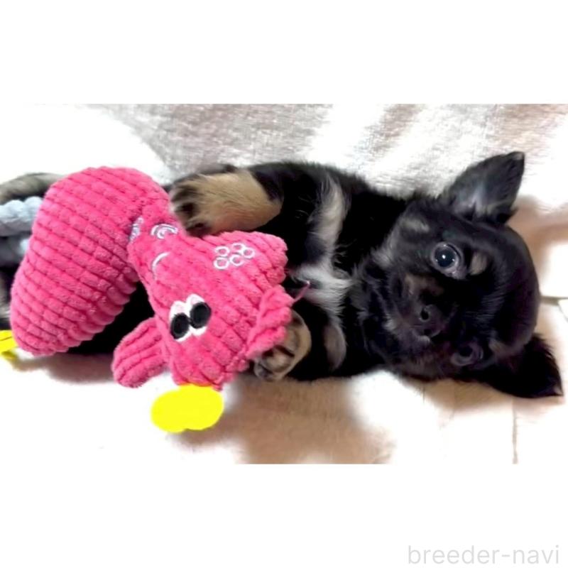 販売中の大阪府のチワワ(ロングコート)-446349の10枚目