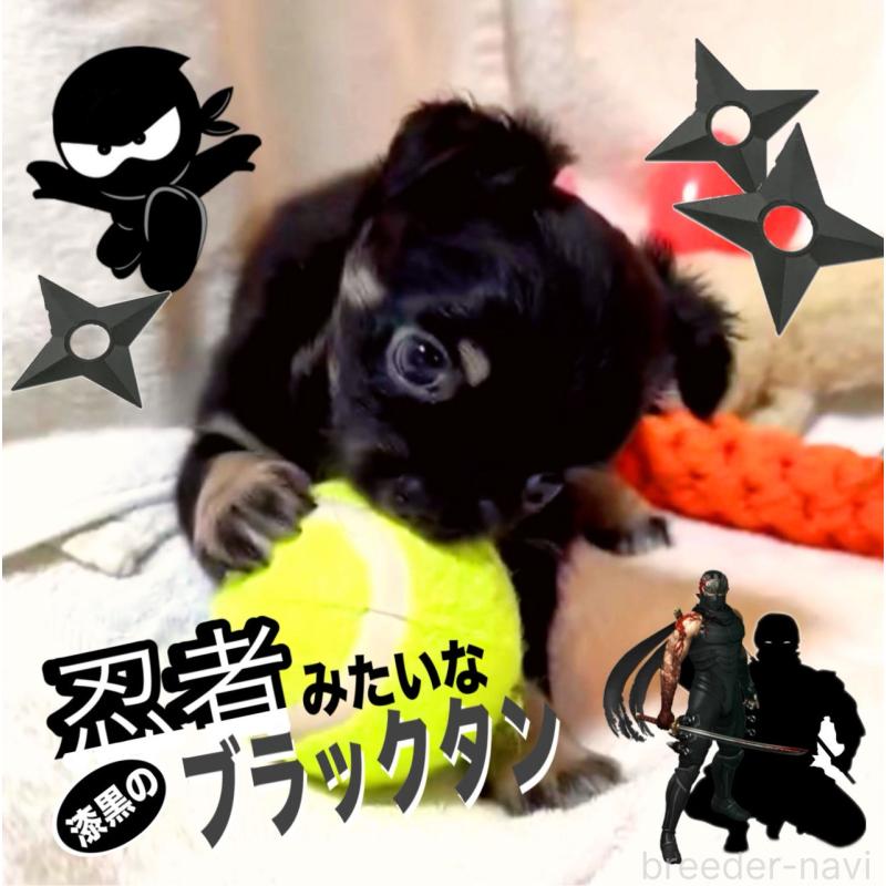 販売中の大阪府のチワワ(ロングコート)-446349の9枚目