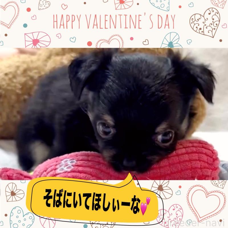 販売中の大阪府のチワワ(ロングコート)-446349の7枚目