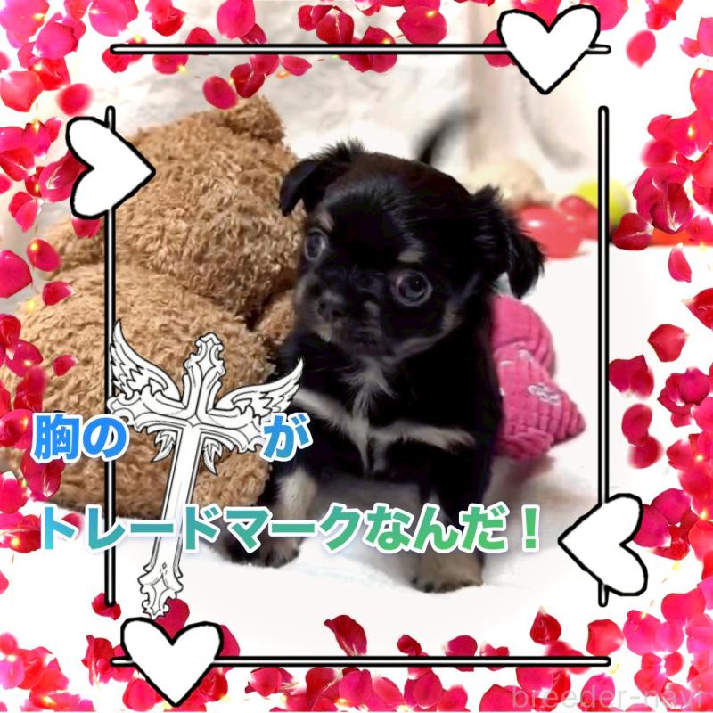 販売中の大阪府のチワワ(ロングコート)-446349の8枚目